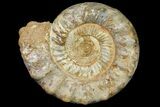 Huge, Jurassic Ammonite Fossil - Madagascar #118424-2